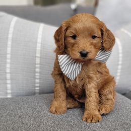 Bubbles - Brown Cavapoo puppy in Kaysville, Utah from Hill Farms Cavapoos