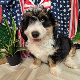 Trix - Bernedoodle