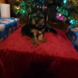 Yorkshire Terrier Puppies from Southern Gem Yorkies