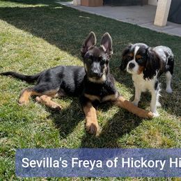German Shepherd Puppies from Sevilla German Shepherds