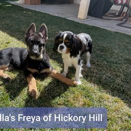 German Shepherd Puppies from Sevilla German Shepherds