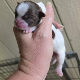 Chocolate spot girl - Liver and white female Shih Tzu puppy in Vinita, Oklahoma from Locust Creek Shih Tzu & Havanese