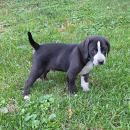 Ringo - Brindle male Mountain Cur puppy in Moundsville, West Virginia from Mountaineer Mountain Curs