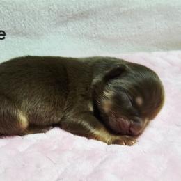 Hope - Red tri female Miniature Australian Shepherd puppy in Owensboro, Kentucky from JnT's Bluegrass Mini Aussies