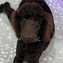 Shiner - Poodle