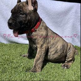 Perro de Presa Canario Puppies from Mesquite Creek Kennels