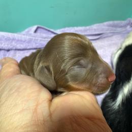 Perry - Chocolate and tan male Dachshund puppy in Alice, Texas from Crimson’s longhair Dachshunds