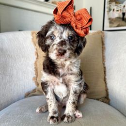 Latte - Merle female Labradoodle puppy in Newark, Ohio from Raising Doodles