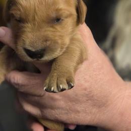 Girl 1 - Dark golden female Golden Retriever puppy in Pekin, Illinois from Solari Kennels