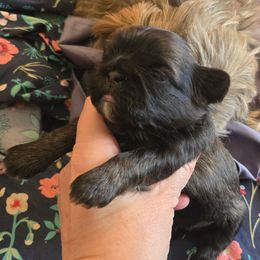 Black collar girl - Brindle female Shih Tzu puppy in Missouri from Farm Animal Mommy Shih tzu's