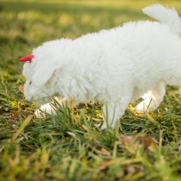 Poodle Puppies from Moore Poodles