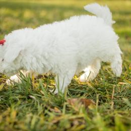 Poodle Puppies from Moore Poodles