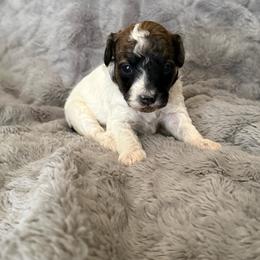 AKC Arlo - Black male Poodle puppy in Tecumseh, Oklahoma from Poodles in the Garden