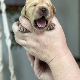 Boy 2 - Labrador Retriever puppy in New York from Moss Ridge Labradors