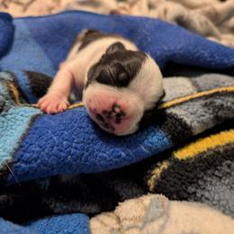 Baby girl Black and white - Black and white female Boston Terrier puppy in Thomasville, North Carolina from Jamie's Boston Terrier Babies