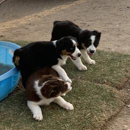 Australian Shepherd Puppies from Far Out Aussies