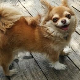 Chihuahua Puppies from B&D Chihuahuas