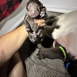 Labrador Retriever Puppies from Aloha Lab Pups of SW Colorado