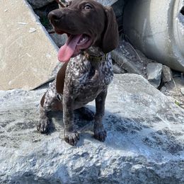 "Light blue female-Sadie X Thor search and rescue training 3 months old" German Shorthaired Pointer Puppies from CMC Farms