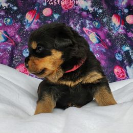 Rottweiler Puppies from Von Hunter Rottweilers
