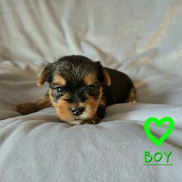 Grayson - Black and gold male Yorkshire Terrier puppy in Nitro, West Virginia from Kathryn's Yorkies