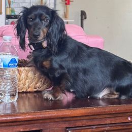 Georgia - Dachshund