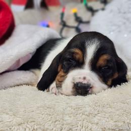Twinkle - Black brown and white female Basset Hound puppy in Valley, Washington from Peaceful Valley Paws