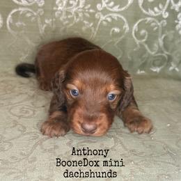 Anthony - Chocolate and tan male Dachshund puppy in Lexington, Oklahoma from BooneDox Miniature Dachshunds
