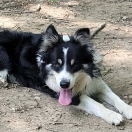 Border Collies from Bordercolliecouple