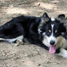 Border Collies from Bordercolliecouple