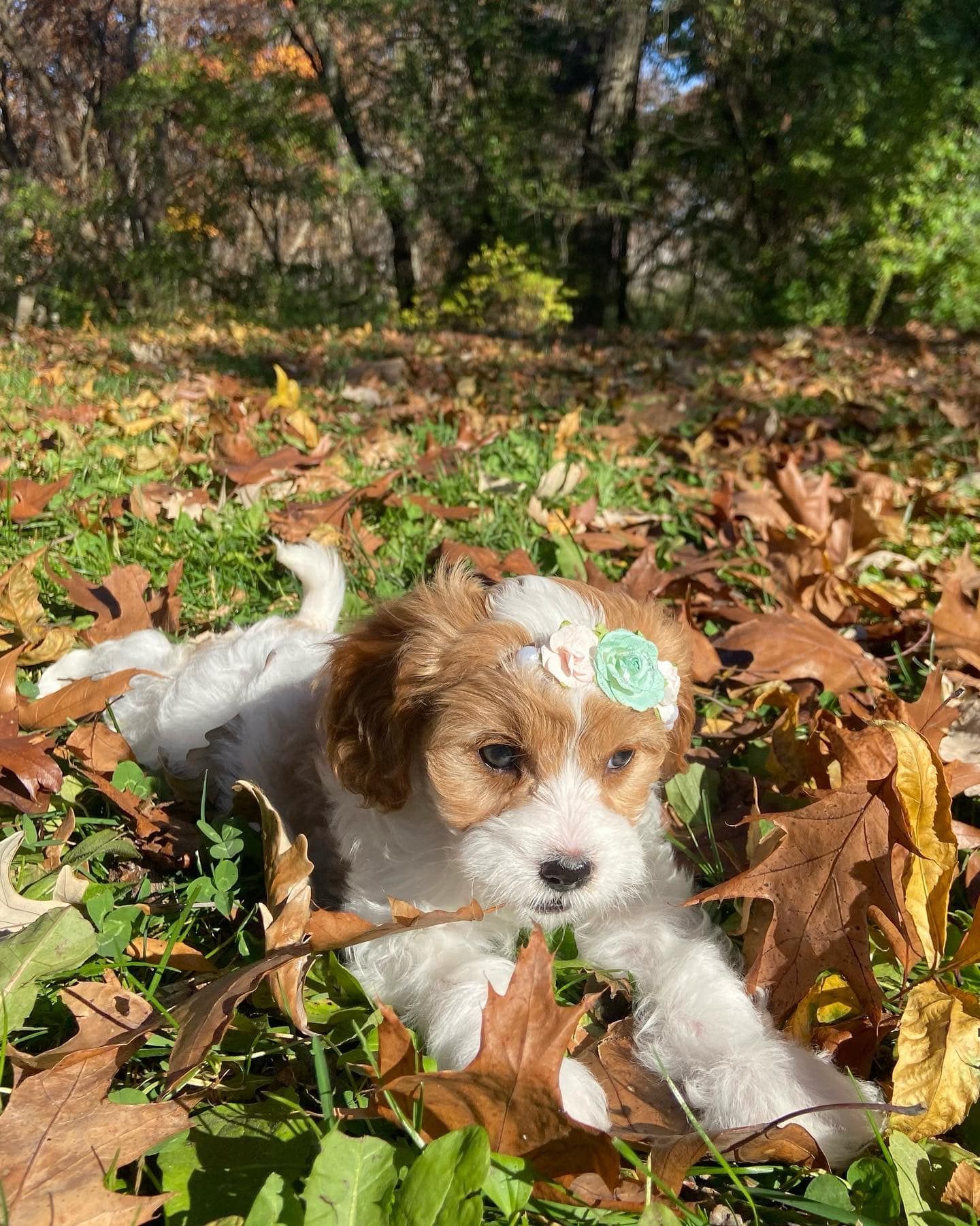 Cavapoo best sale breeders midwest