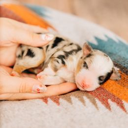 Willie - Blue merle male Miniature Australian Shepherd puppy in Enoch, Utah from Twisted H Aussies