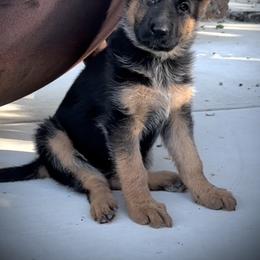 Molly Pitcher - Black and red female German Shepherd puppy in Parkfield, California from Varian Kennels