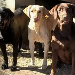 Reya - Labrador Retriever