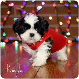 Shih Tzu Puppies from Devil Dogs Shih Tzu's