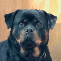 Jema - Rottweiler