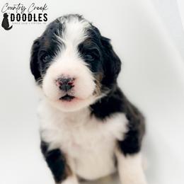 MARA - Tri-color female Bernedoodle puppy in Tipton, Indiana from Country Creek Doodles
