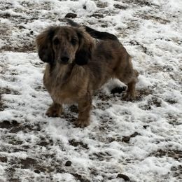 Tye Dye - Dachshund