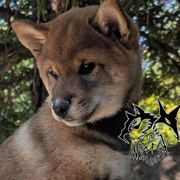 KoMori - Sesame female Shiba Inu puppy in California from WOLFOX shiba inu