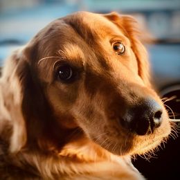 Lucy - Golden Retriever