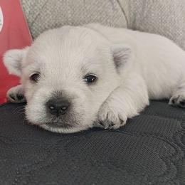 Red Boy - White male West Highland White Terrier puppy in Macy, Indiana from Country Grove Breeding LLC