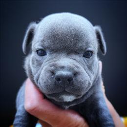 Soft Serve - Blue female Staffordshire Bull Terrier puppy in Dallas, Texas from Wild Blue Staffords