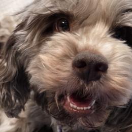 Freckles - Cockapoo