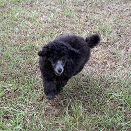 Dakota - Silver female Poodle puppy in Birmingham, Alabama from Stormborn