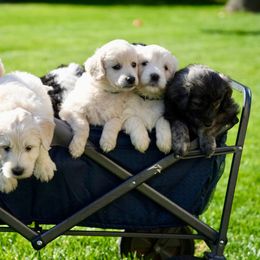 Goldendoodle and Poodle Puppies from Serenity Doodles