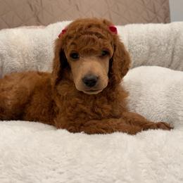 Hot pink collar girl - Red  female Poodle puppy in Riverside, California from Riverside red poodles