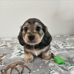 Cream sable male 2 (Green) - Sable male Dachshund puppy in Belle Rive, Illinois from Akin's Miniature Dachshunds, LLC