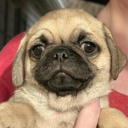 Ruxpin (price reduced) - Fawn male Pug puppy in Morgantown, West Virginia from Groovy Pugs