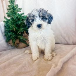 Boy 1 - Merle male Sheepadoodle puppy in Sulphur Bluff, Texas from V6 Ranch Dogs