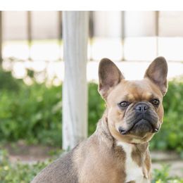 French Bulldog Puppies from Tule Creek Frenchies